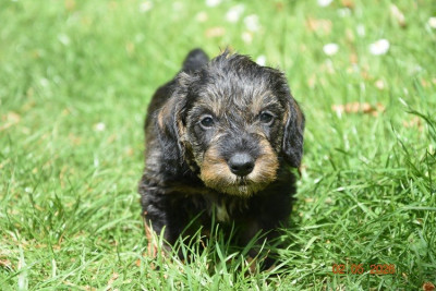 Chiot N°8