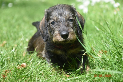 Chiot N°9