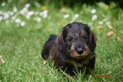 Chiot N°10