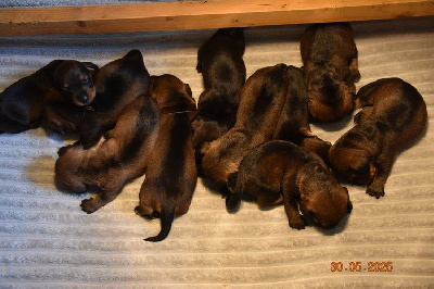 CHIOT 2