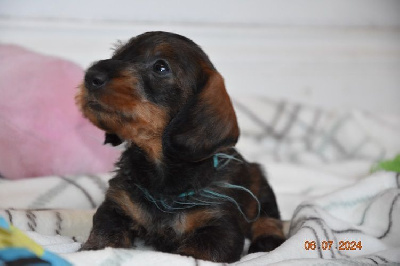 CHIOT 8