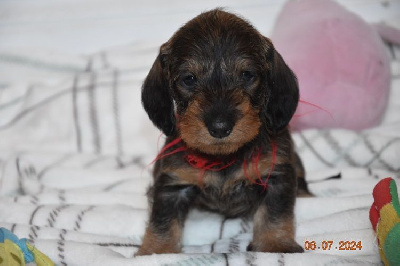 CHIOT 7