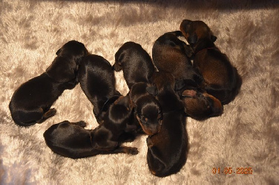 CHIOT 2