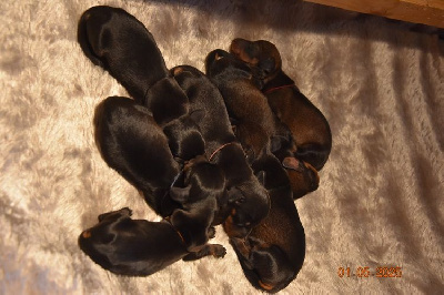 CHIOT 6