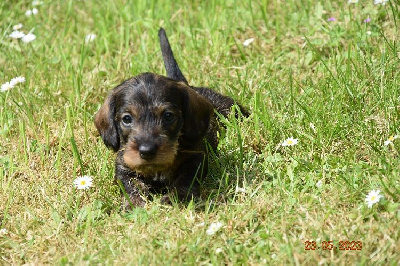 CHIOT 5