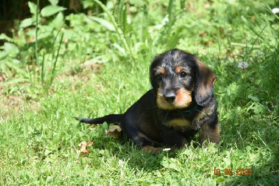 CHIOT 4