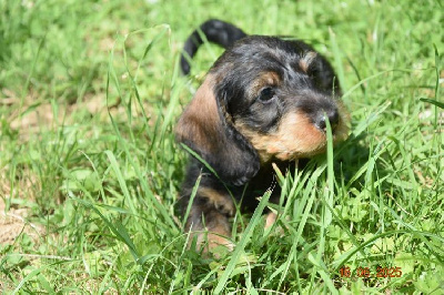 CHIOT 3