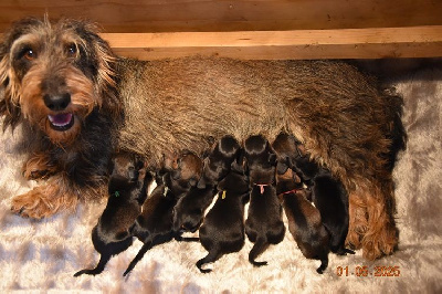 CHIOT 4