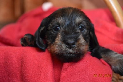CHIOT 5