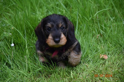 CHIOT 5