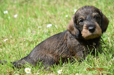 CHIOT 1