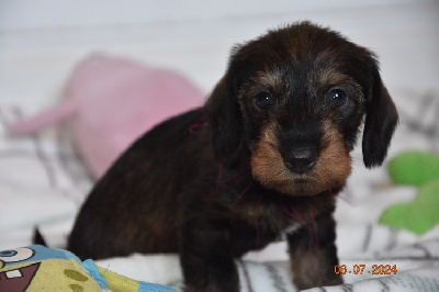 CHIOT 4