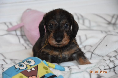 CHIOT 3
