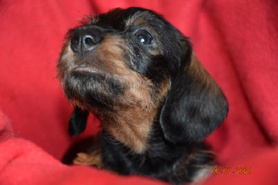 CHIOT 6