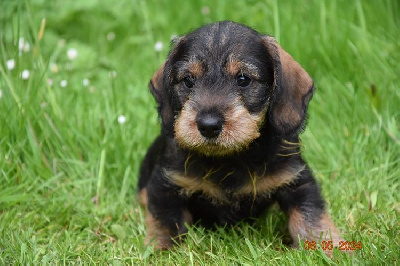 CHIOT 3