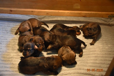 CHIOT 1