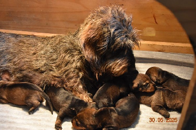 CHIOT 6