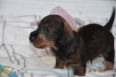CHIOT 1