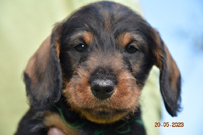 CHIOT 1