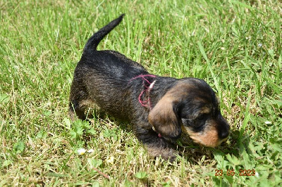 CHIOT 4