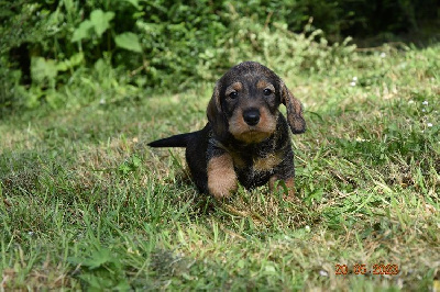 CHIOT 2