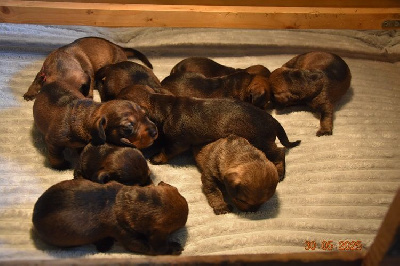 CHIOT 7