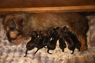 CHIOT 1