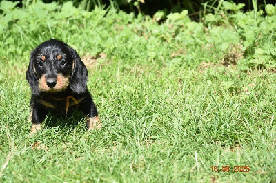 CHIOT 5