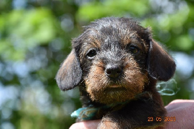 CHIOT 6