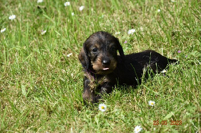 CHIOT 7