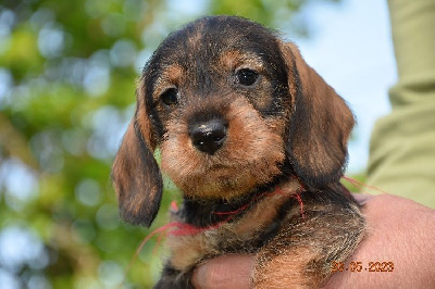 CHIOT 4