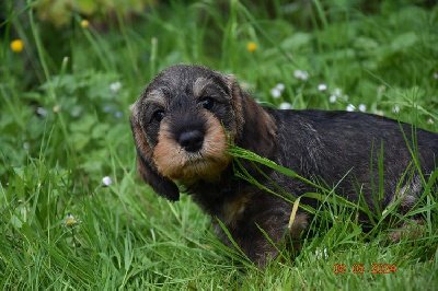 CHIOT 2