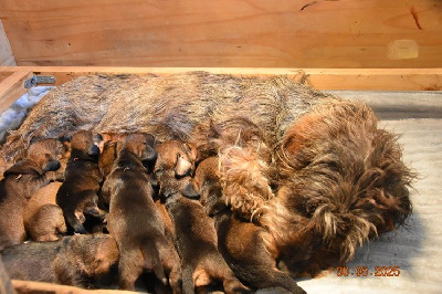 CHIOT 5