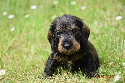 CHIOT 2