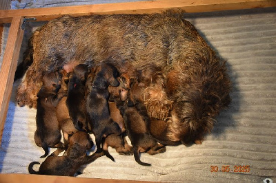 CHIOT 4