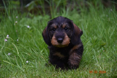 CHIOT 1