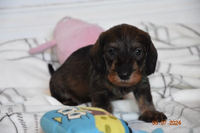 CHIOT 2