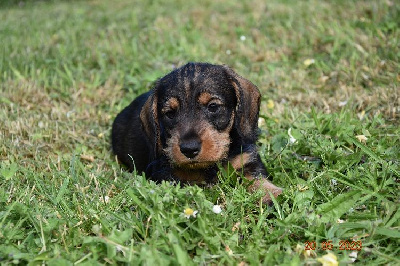 CHIOT 3