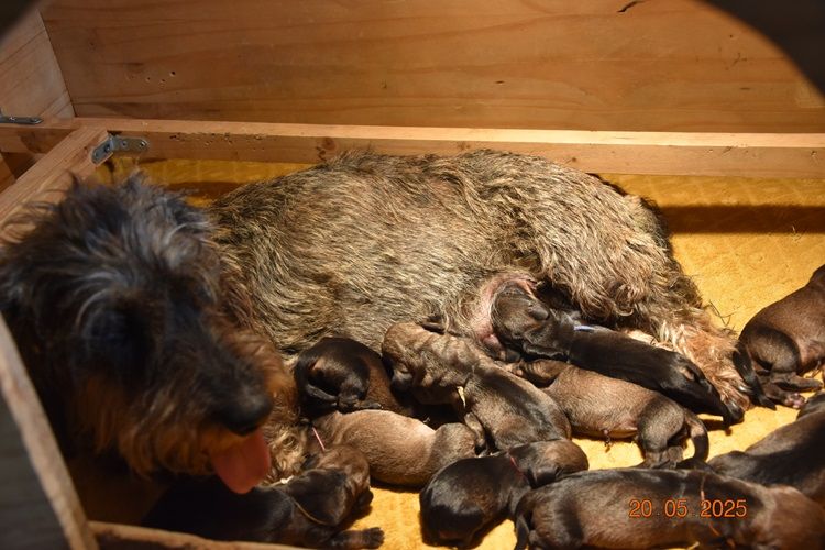Chiot Teckel poil dur de la roselière solitaire