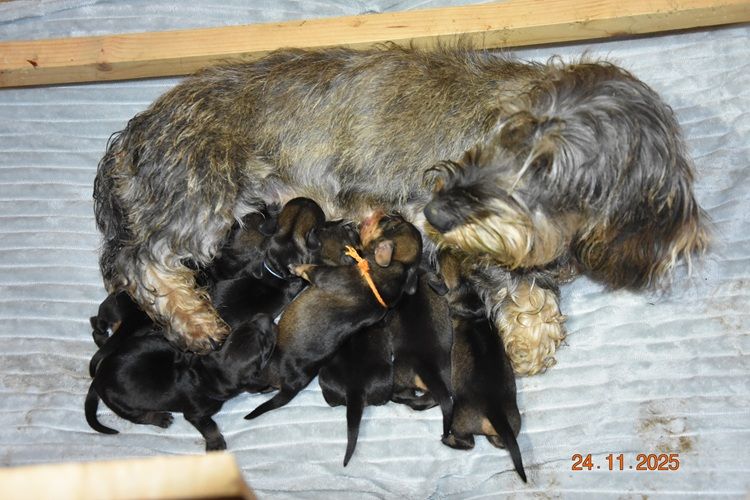 de la roselière solitaire - Chiots disponibles - Teckel poil dur