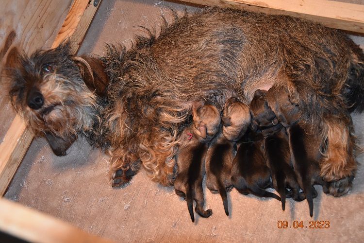 Chiot Teckel poil dur de la roselière solitaire