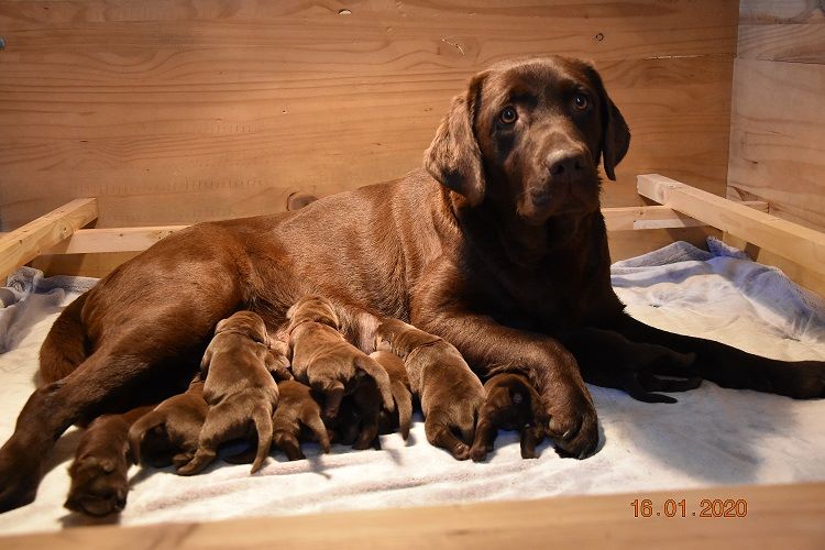 Chiot Labrador Retriever de la roselière solitaire