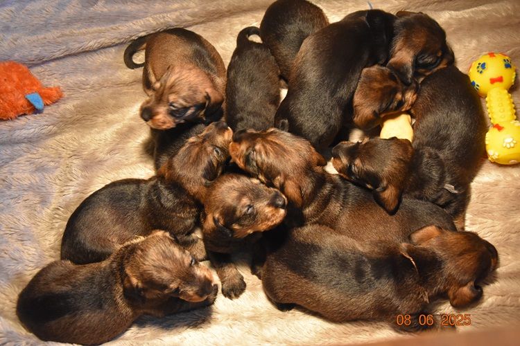 de la roselière solitaire - Chiots disponibles - Teckel poil dur