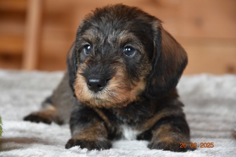 de la roselière solitaire - Chiots disponibles - Teckel poil dur